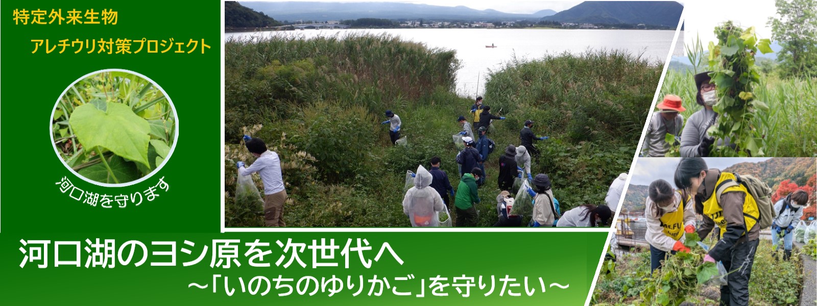 「いのちのゆりかご」を覆い尽くすアレチウリから、水辺の生態系を守り抜きたい！