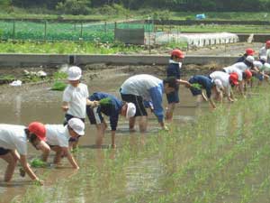 大石小学校　田植え