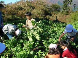 富士豊茂小学校　収穫体験